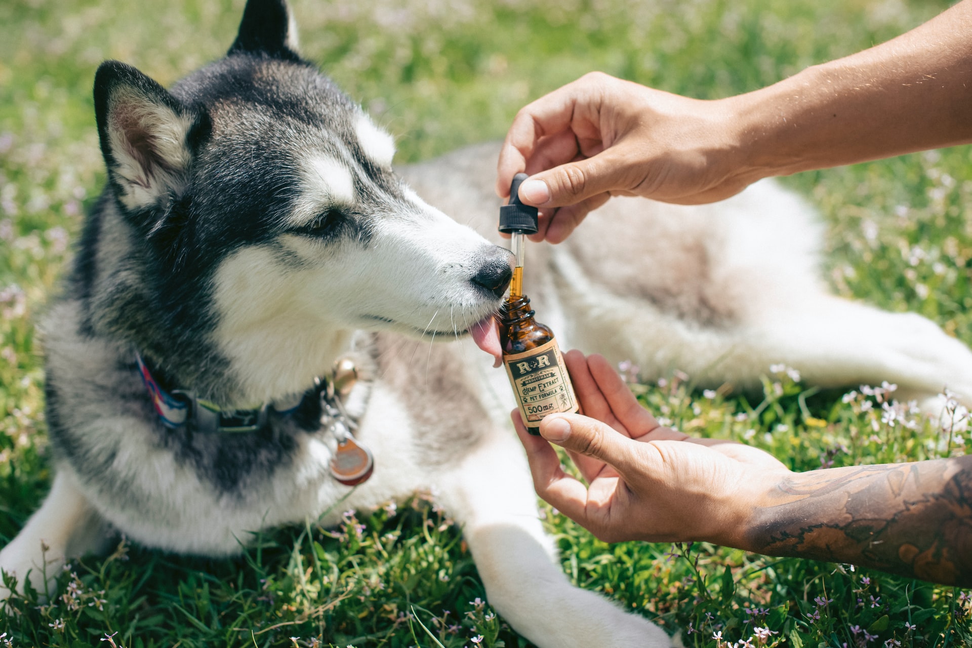 CBD Oil Benefits for Dogs