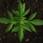 Marijuana Leaf