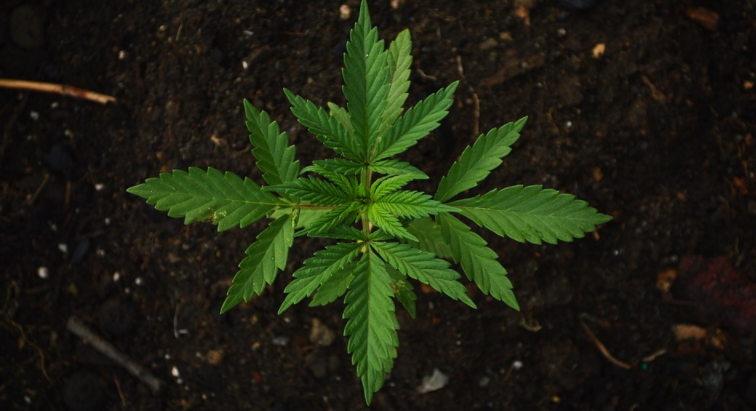 What You Need to Know About Consuming Weeds